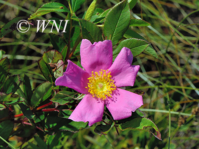 Smooth Rose (Rosa blanda)